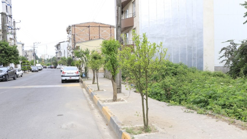 کاشت نارنج4