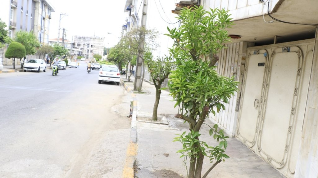 کاشت ۶۰ درخت نارنج در خیابان شیخ زاهد‌