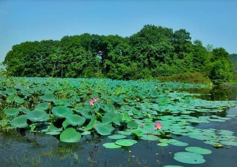 تالاب سوستان یک